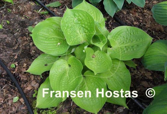 Hosta Aliyah's Grace